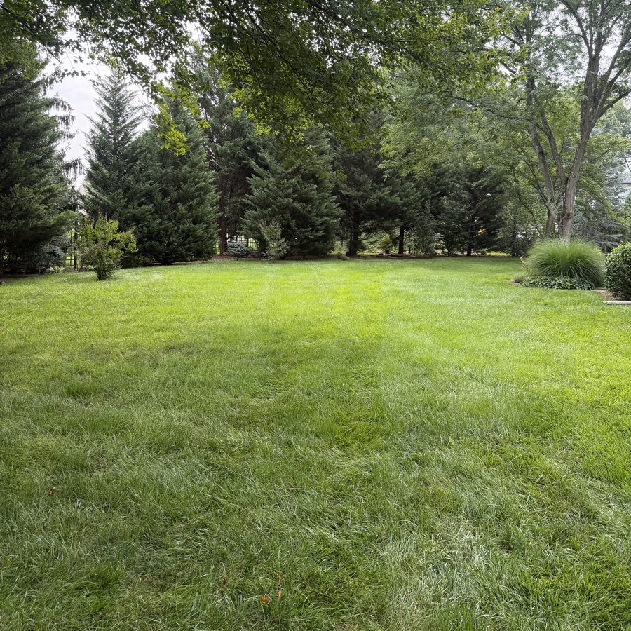 Lush backyard lawn framed by evergreens