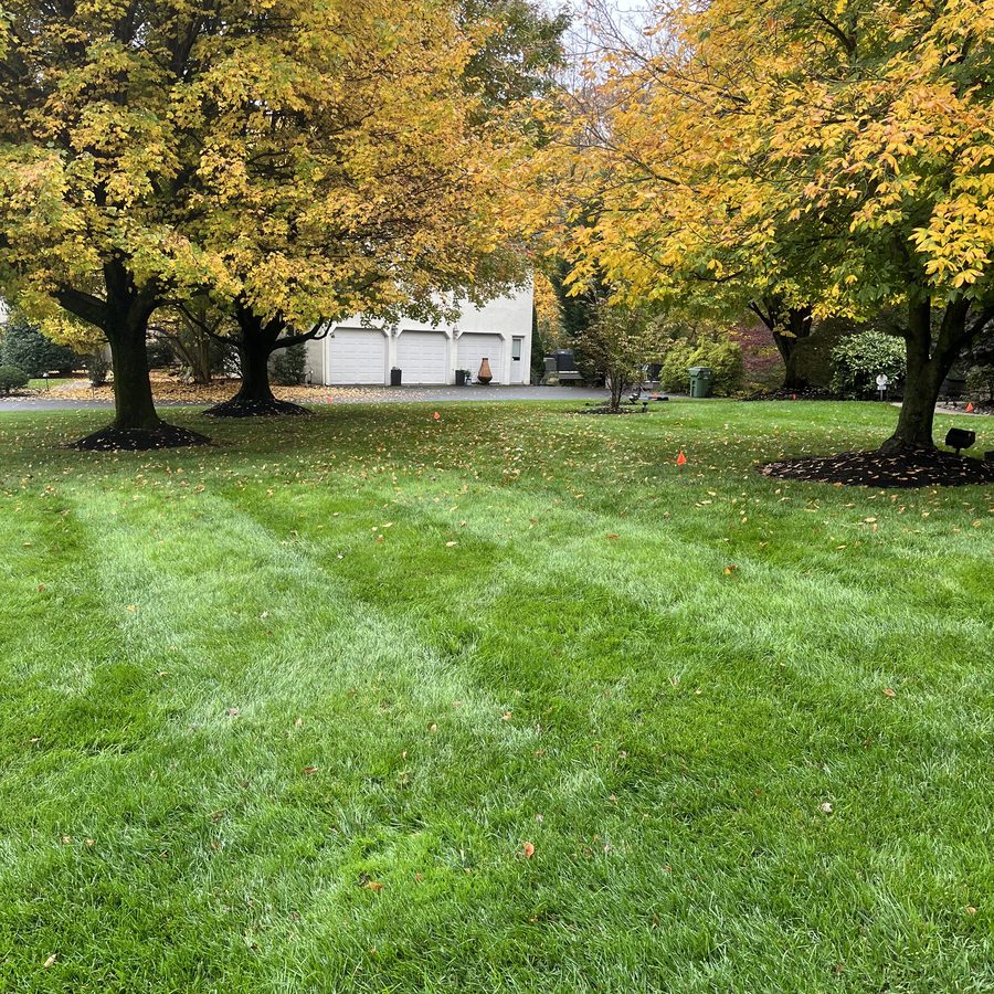 Green striped lawn under fall trees