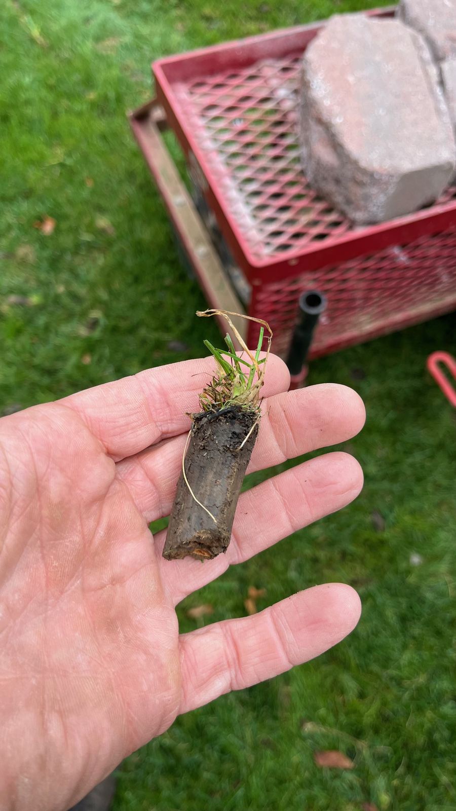 A soil core pulled from a lawn